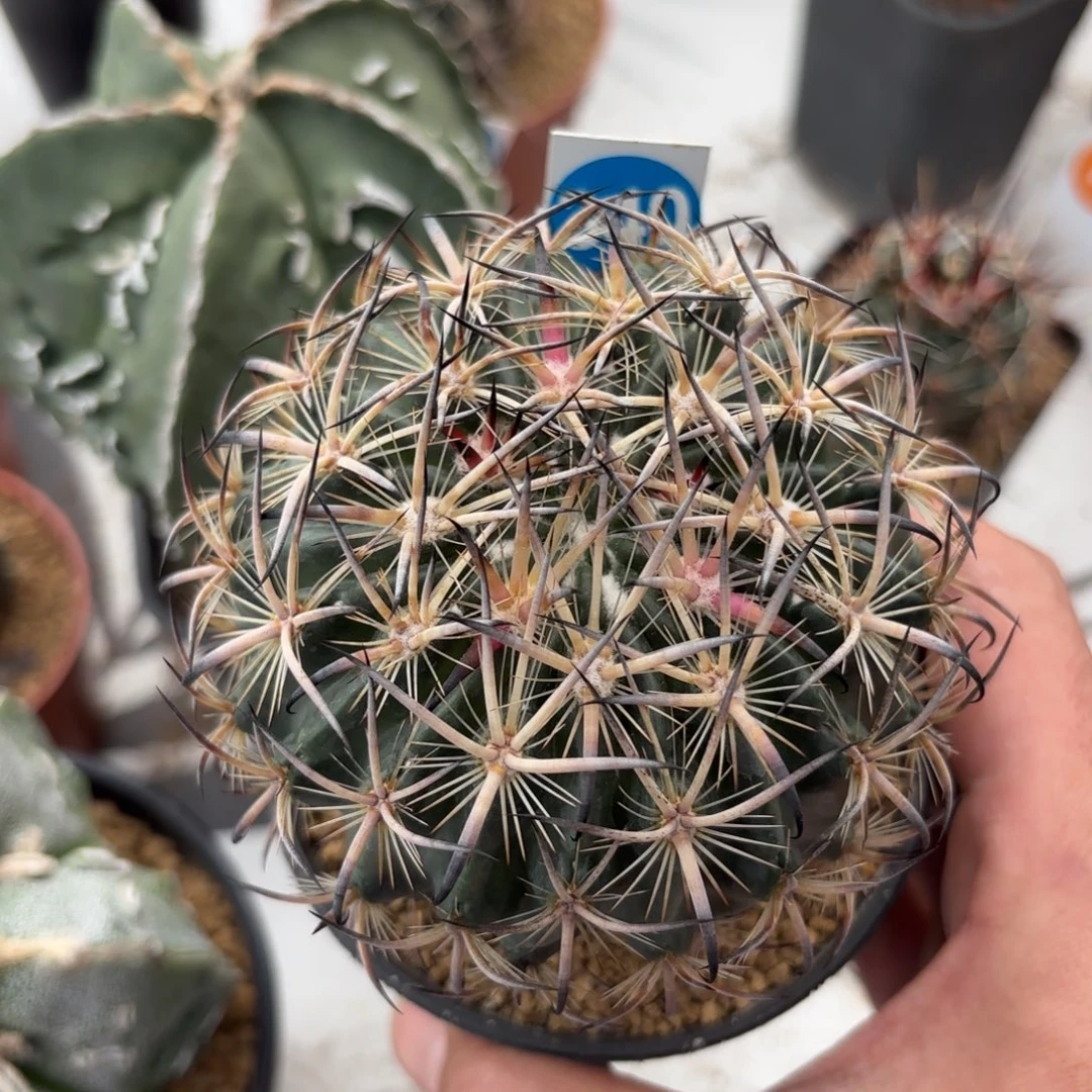 340实生虎爪带盆带土发货