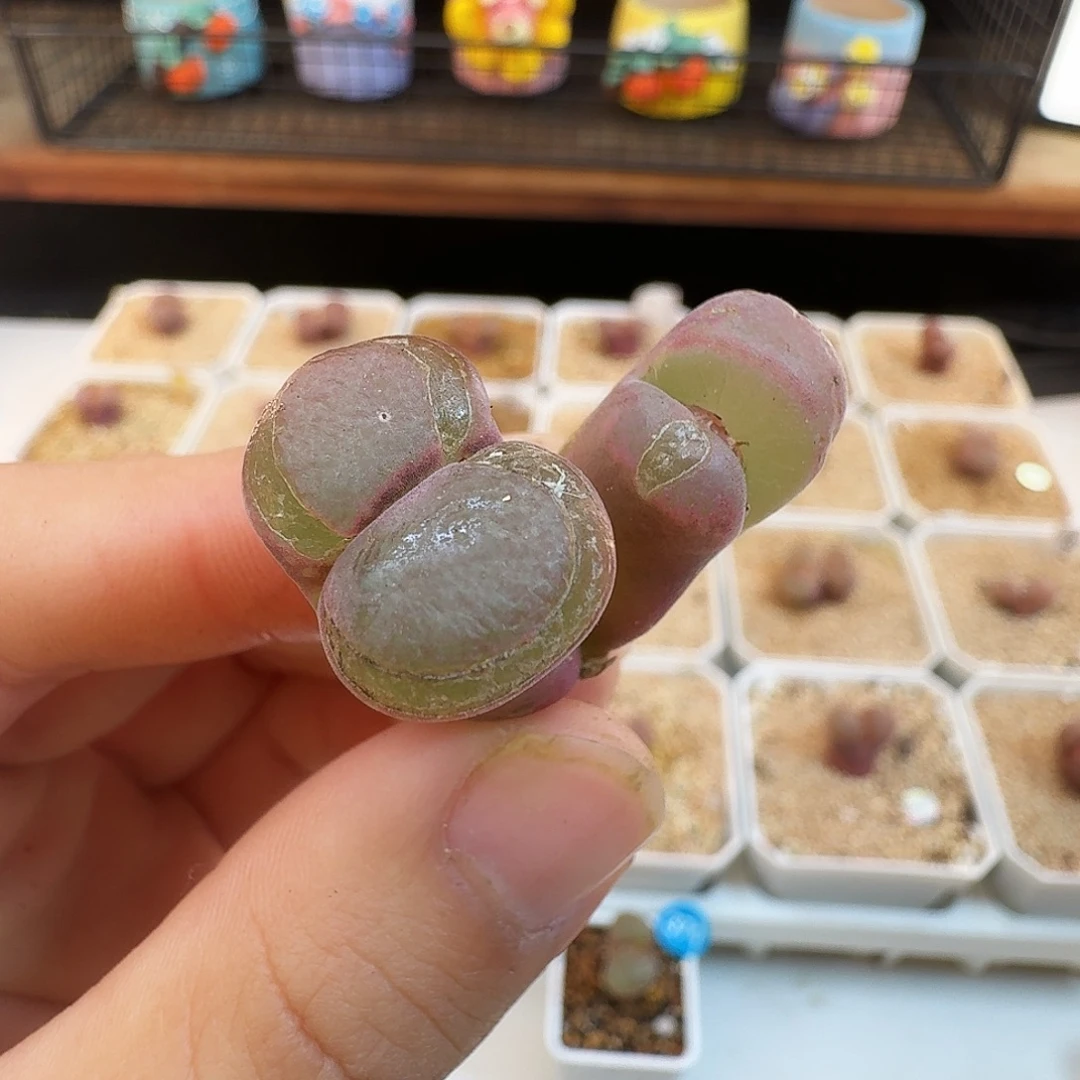 多肉植物福利风铃342