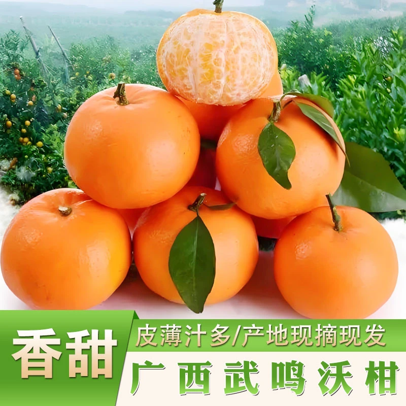 广西特产武鸣沃柑农家自种香甜食用当季水果沃柑源产地新鲜直发
