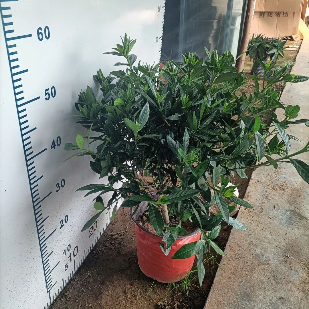 小叶栀子独杆棒棒糖