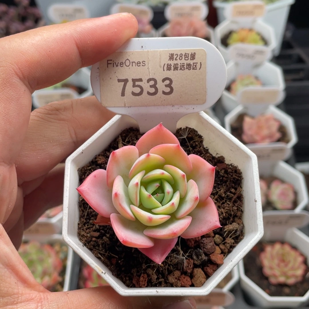 黄桃7533-4.5厘米