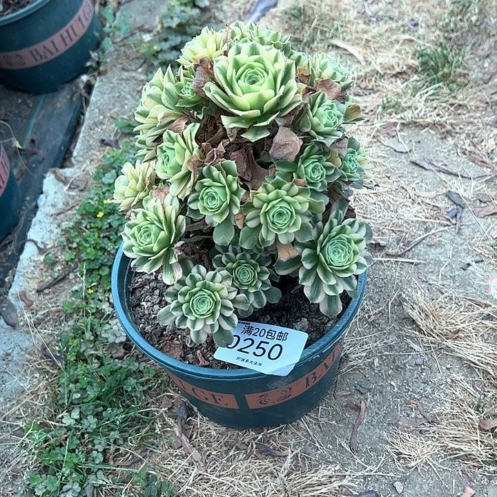 0250辛尼亚多肉植物