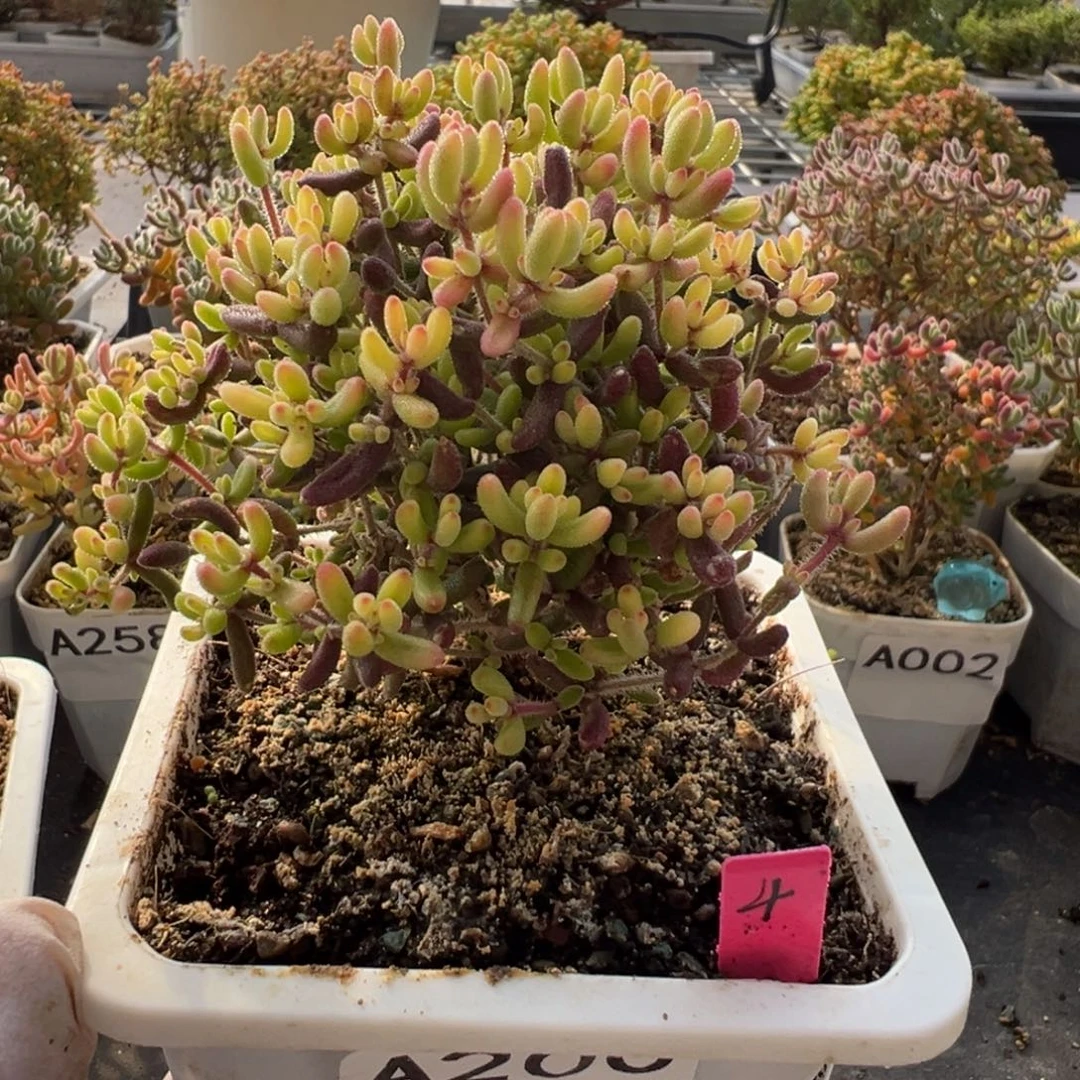 A200红宝石锦枝干