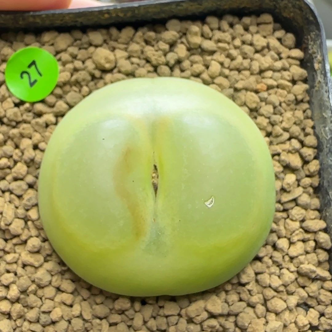 拉登4.1+多肉植物27