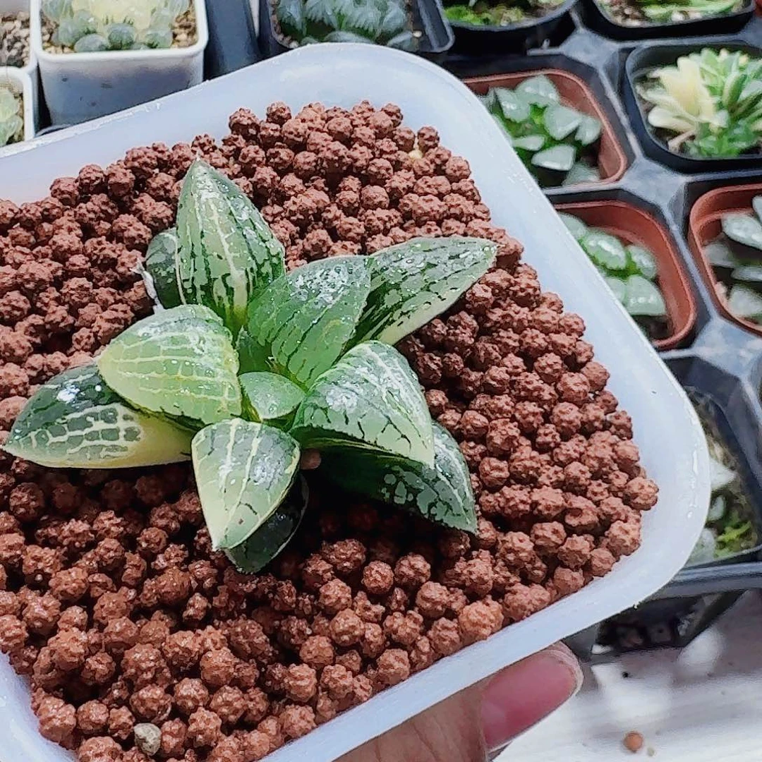 小***肉无花朵十二卷 实生特选福利