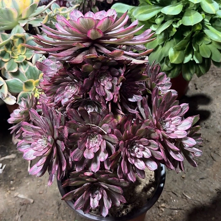 水**成多肉植物赤焰莲 93