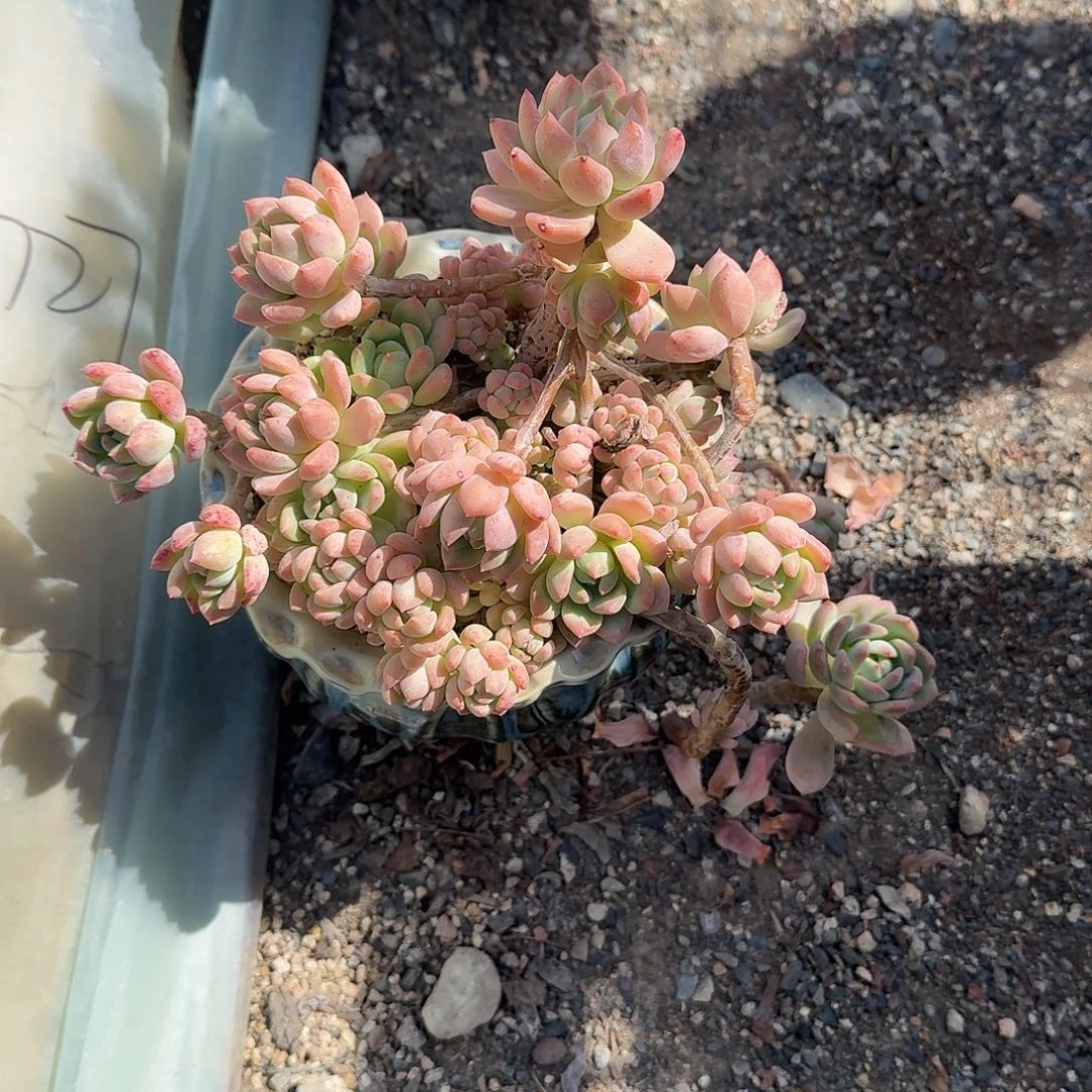 半***光望舒带盆粉色小的