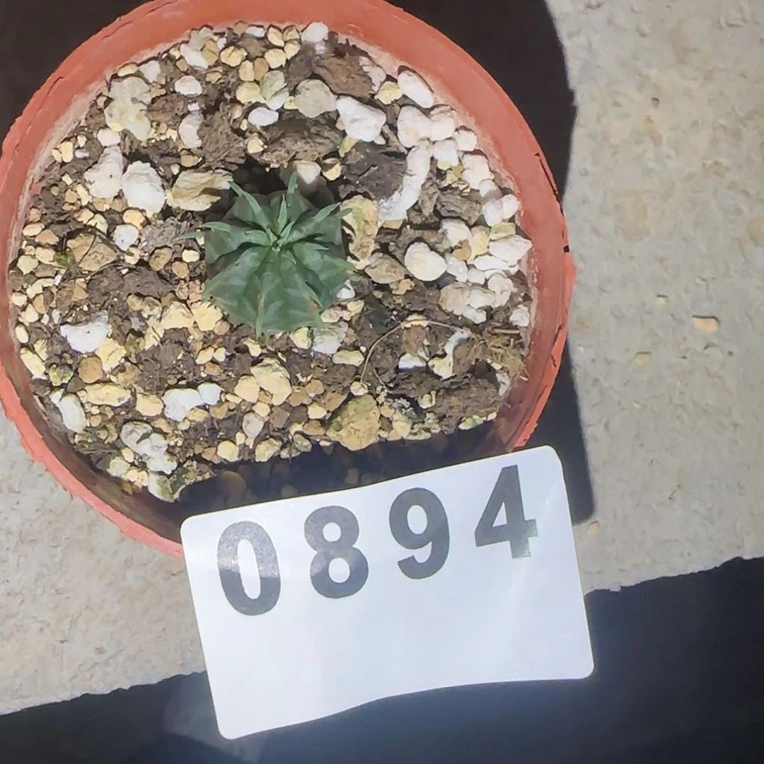 【闪购商品】佳*块根植物