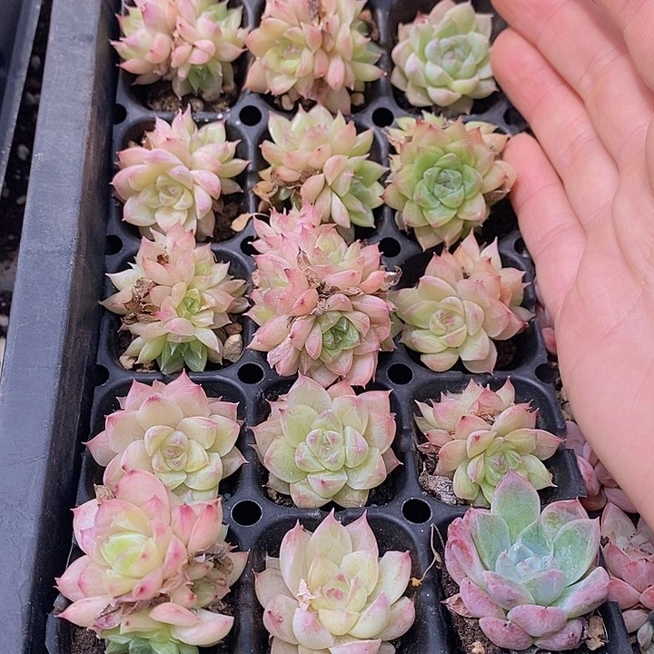 74 多肉植物盆栽花卉