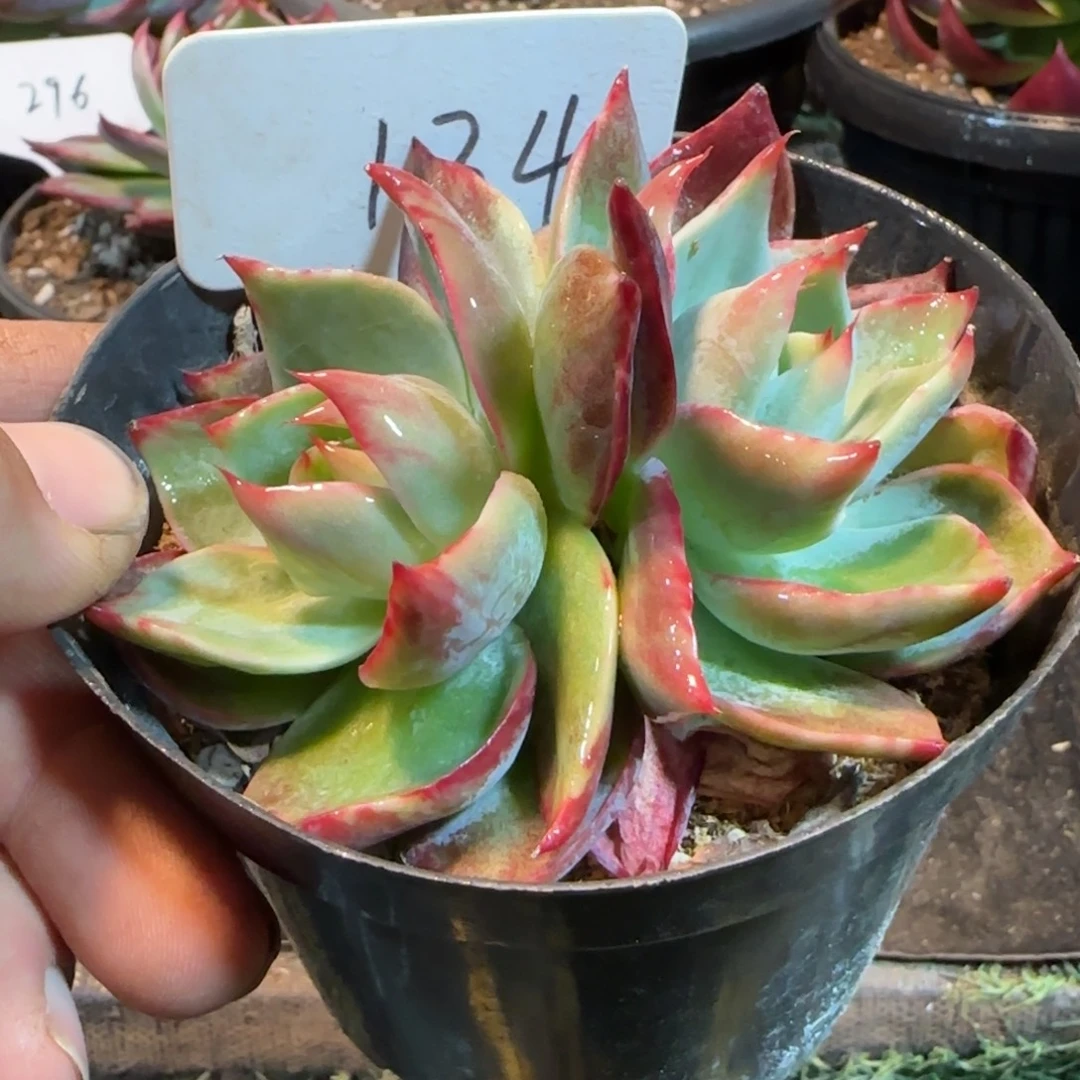 惊鸿一物一拍包装收缩花旱134