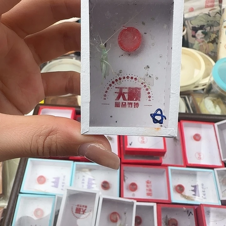 蟋蟀天籁蓝竹蛉一只