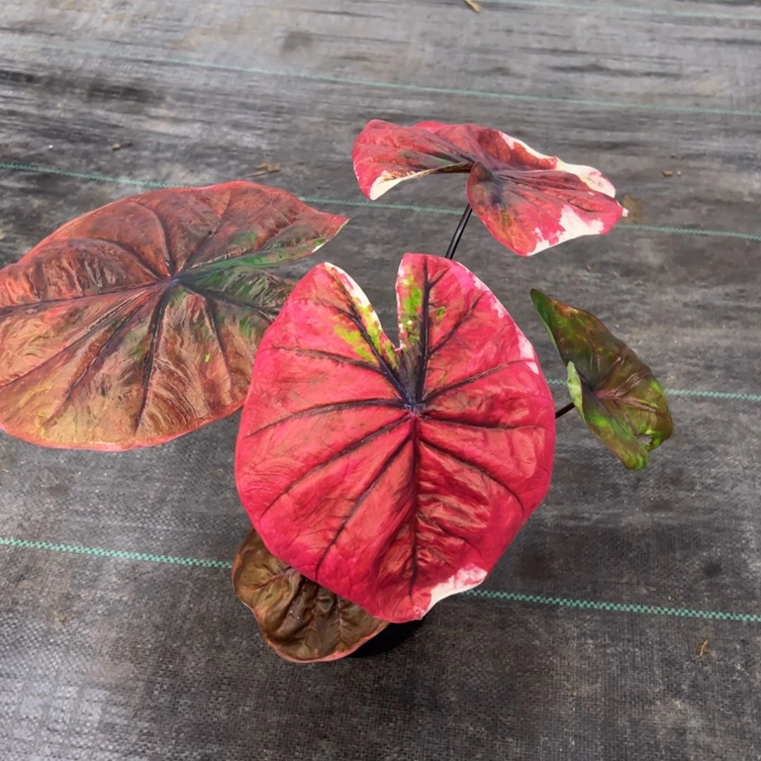 熙***无花朵                      366时间之神不包售后