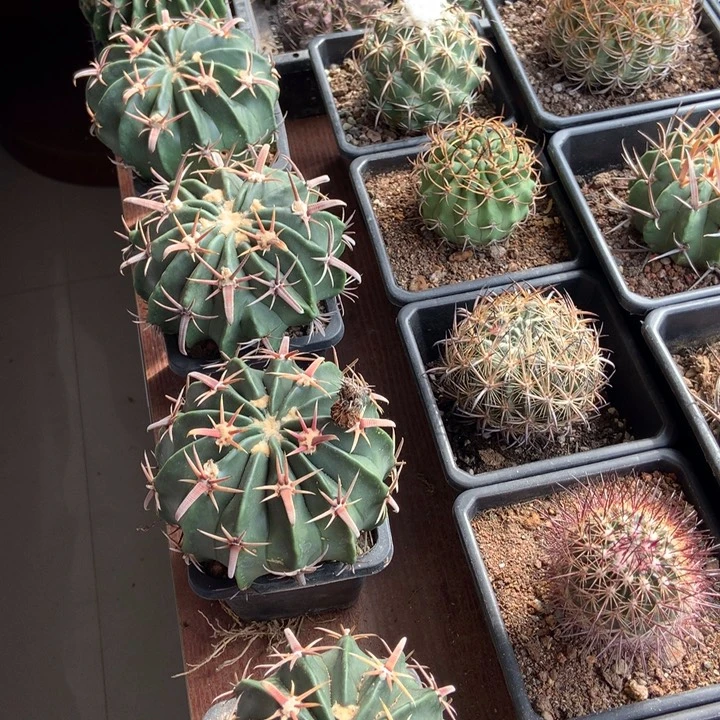 瑕疵卷刺凌波自根