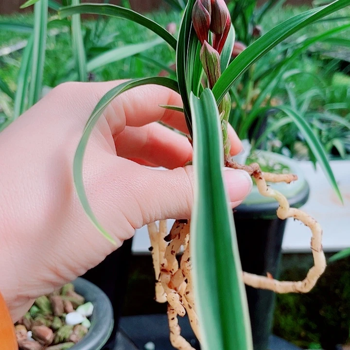 用***1无花朵一物一漂亮开花