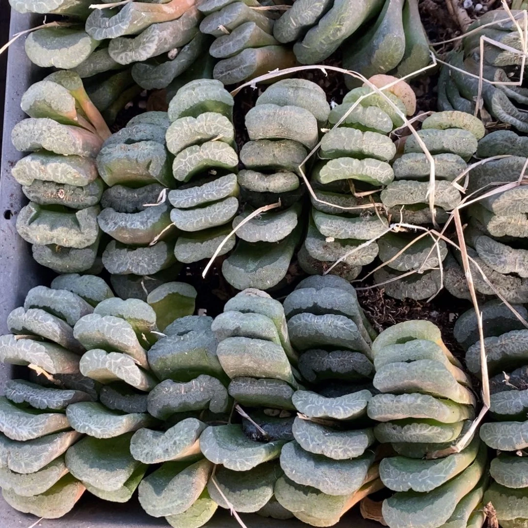 2302 一颗实生大玉扇 超级福利