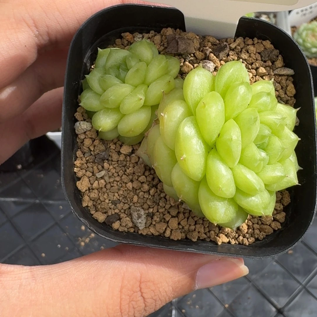 凹***曼0725-09-绿水鬼双头