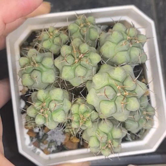 实生白肌天晃有砍直径7.5带盆土