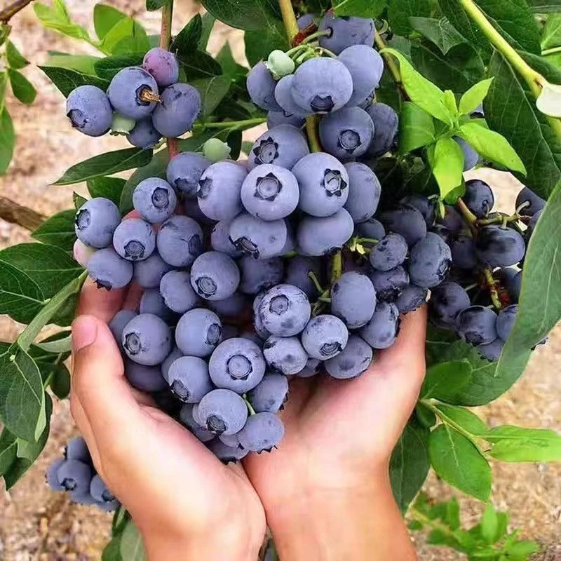 蓝莓果树苗蓝莓苗盆栽地栽果苗大果南北方种植苗兔眼绿宝石果树