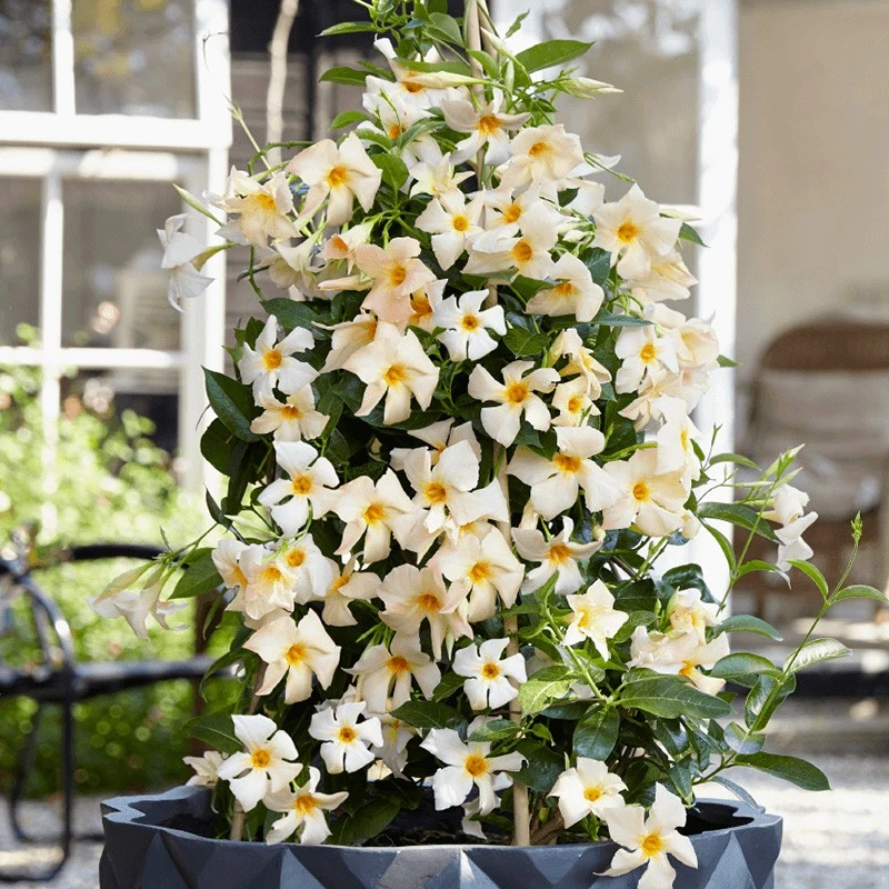 种花王大爷 飘香藤阳台庭院楼顶爬藤花卉观花植物花期长