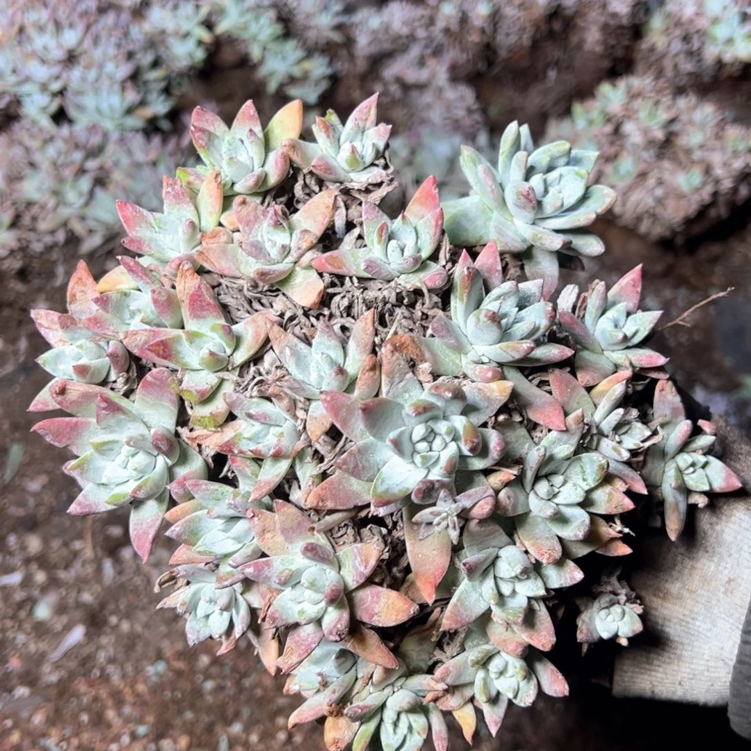 6068哈哈哈哈哈哈哈哈哈哈