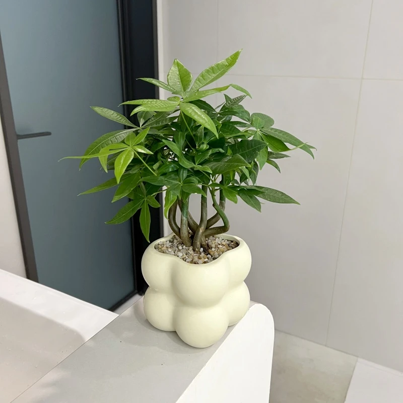 【喜半阴】奇趣发财树办公室招财绿植室内花卉桌面工位摆件植物好养