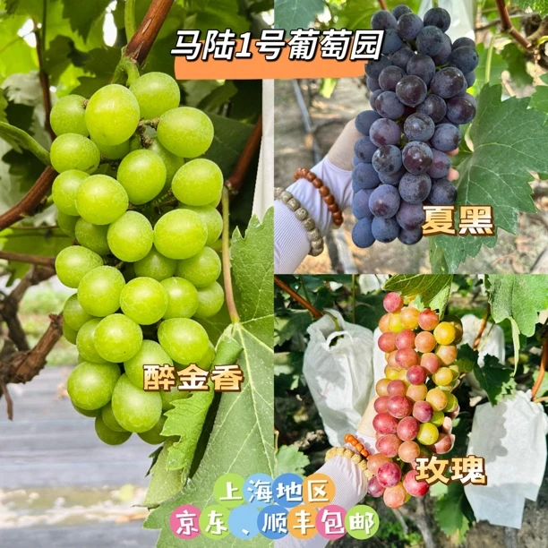 马陆1号葡萄园-夏黑、玫瑰、醉金香 三拼 新鲜采摘 上海地区包邮