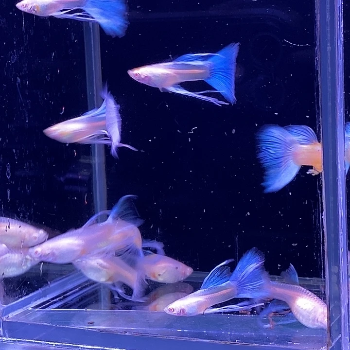 孔雀鱼小蓝白c10条