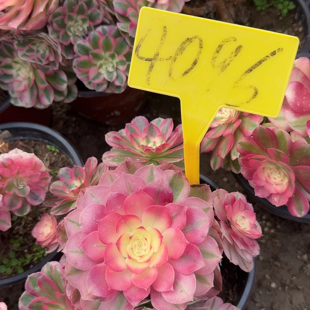 4096+++倾城多头多肉植物