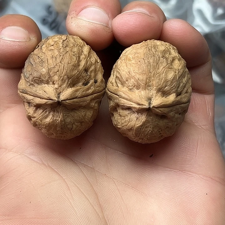 文玩核桃把件6号粗筋龟甲37尺