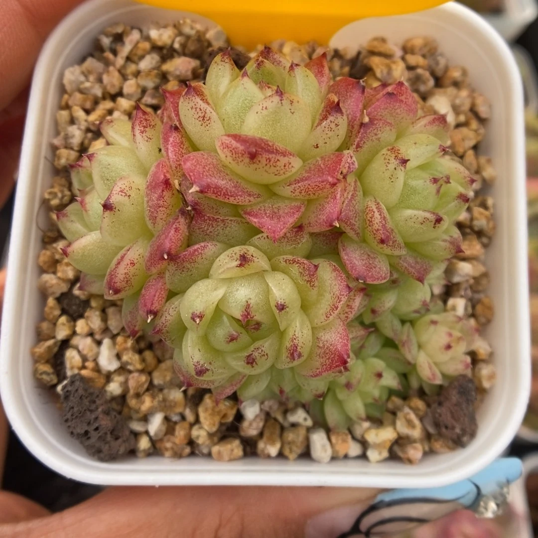 菠萝蜜麦秆群生345号