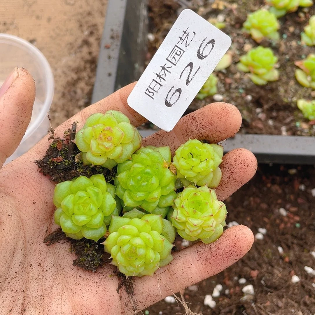 多肉植物多肉植物626