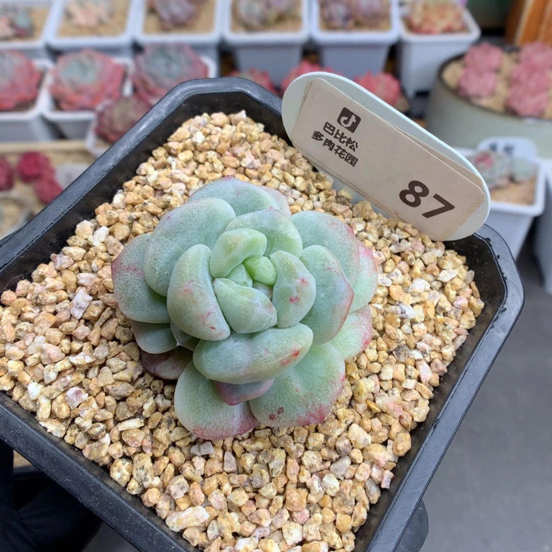 87 翡翠绿心冰玉石化