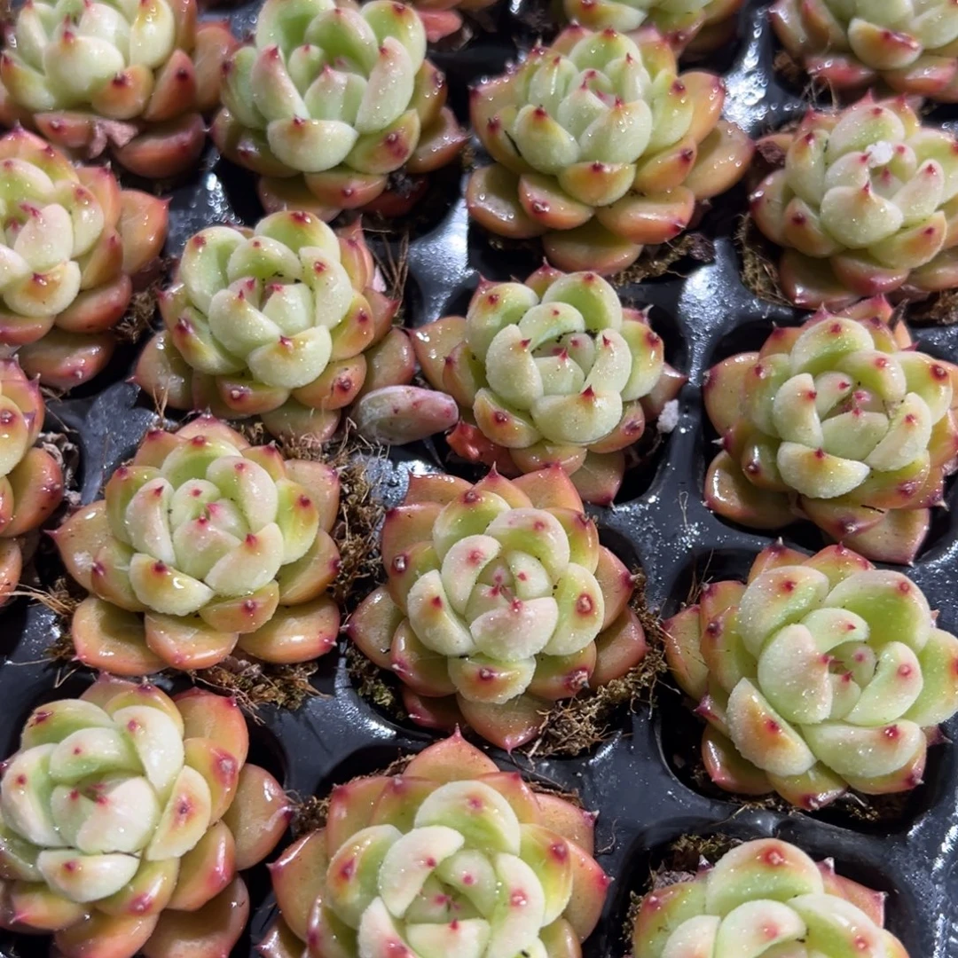 绿钻珍妮到手1颗 大小3cm 量拍多肉满18包邮