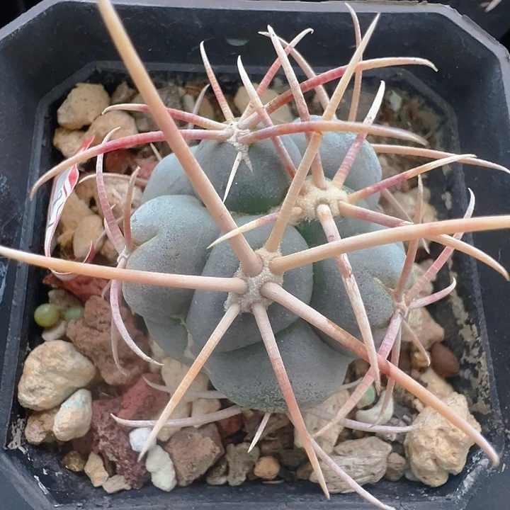 实生高木绯冠龙。
