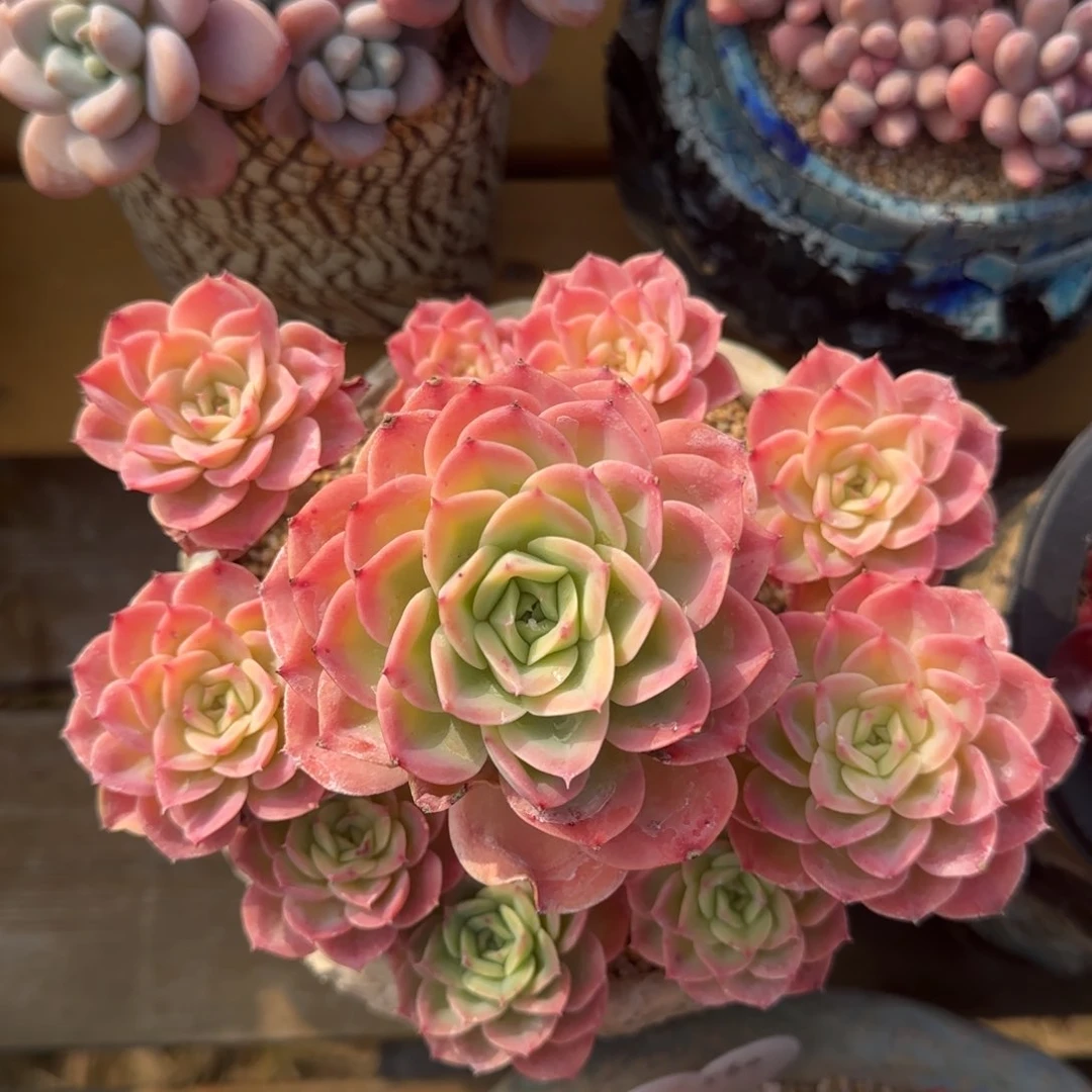 叶植庭多肉：哈密瓜