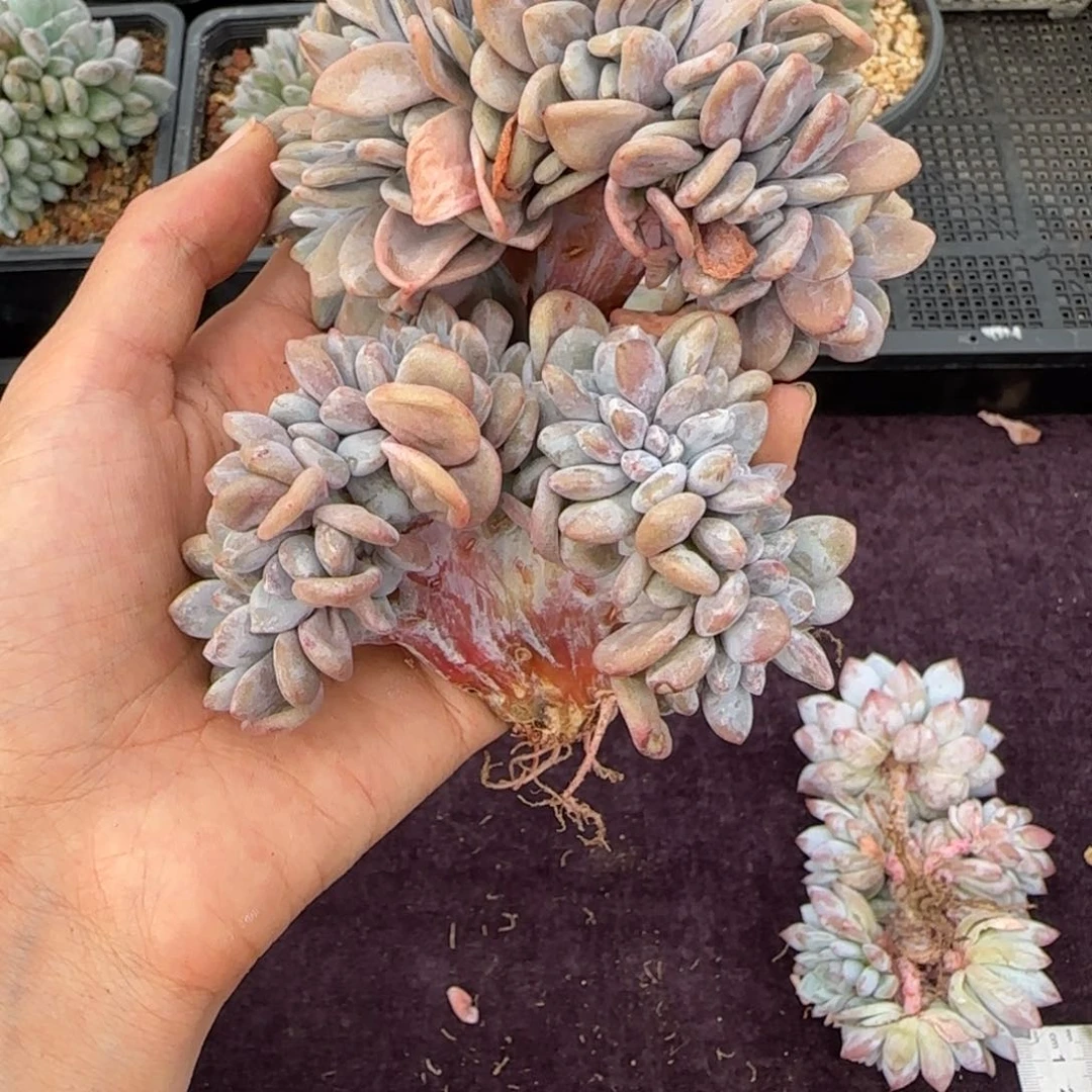 香***纸两颗一起一物一拍粉兔缀化