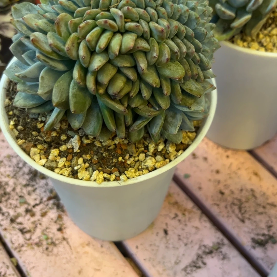 戴***h发货链接发货链接