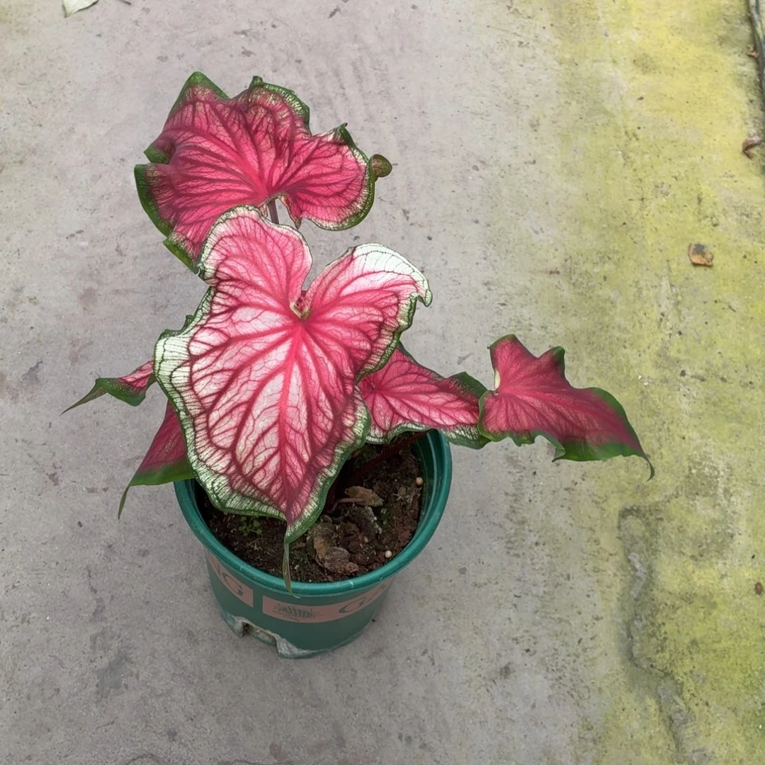 亲***虹完全开放西索甜心