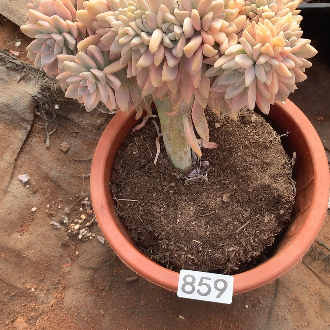 859淡雪锦缀 一物一拍多肉