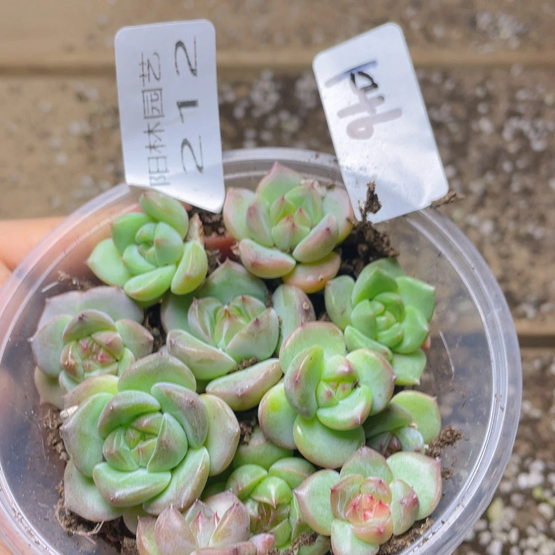 量拍多肉植物多肉植物212