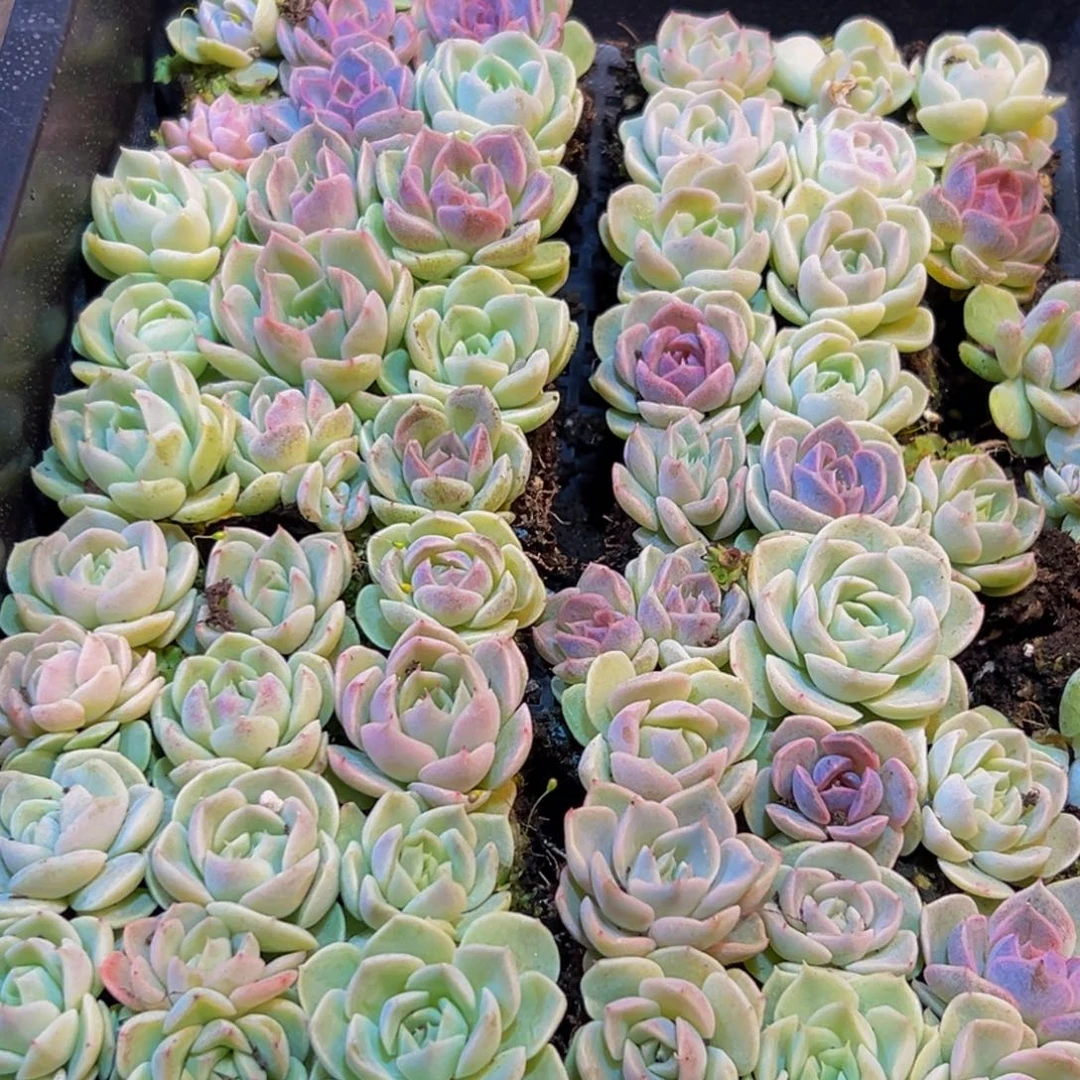 607多肉葡萄的价格是哇