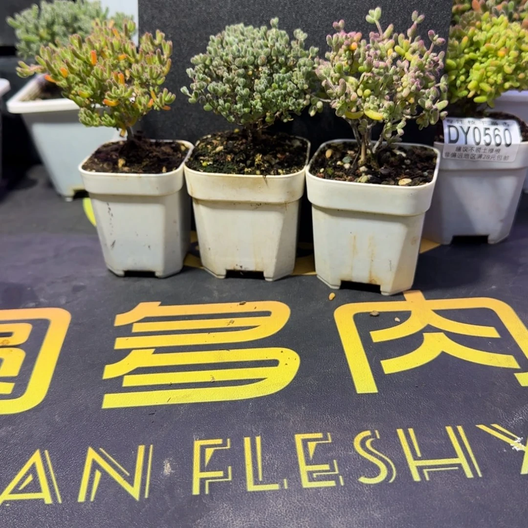 dy0592三颗组合冰川莱斯虎斑