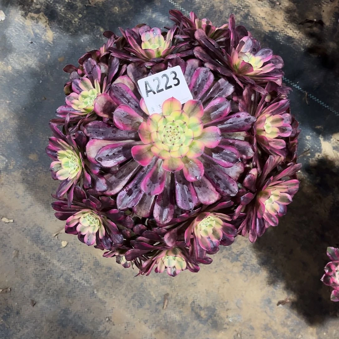 多肉植物美姬变异223多肉