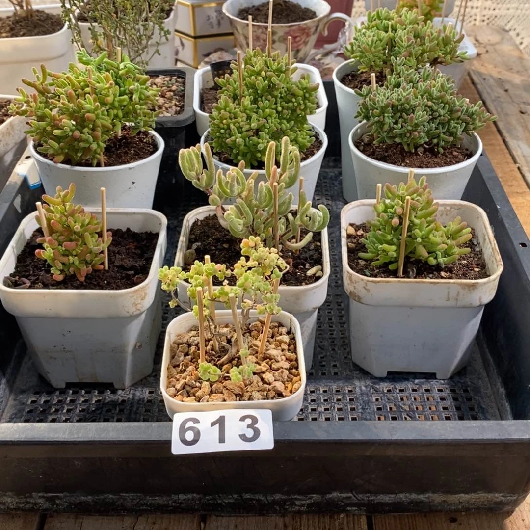 枝干番杏多肉植物613