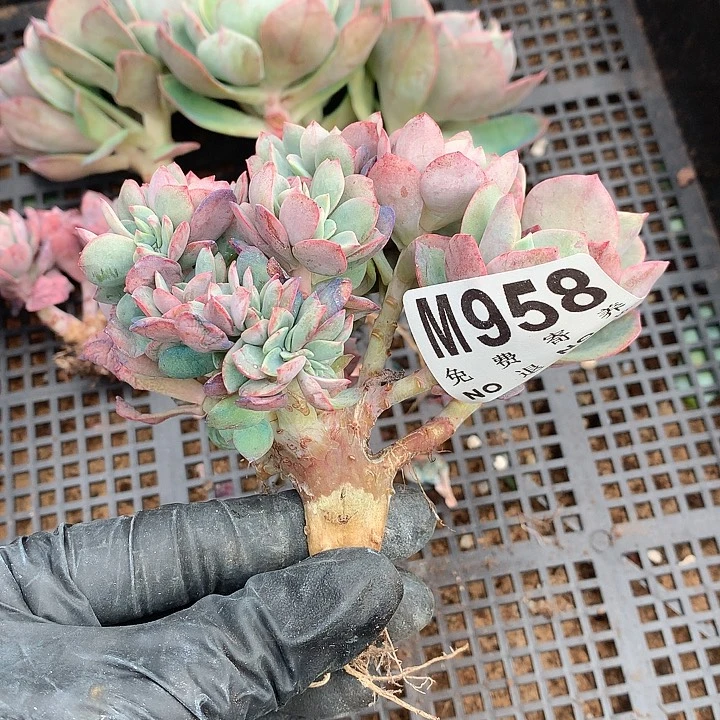 霞光缀化 多肉植物25号左右发
