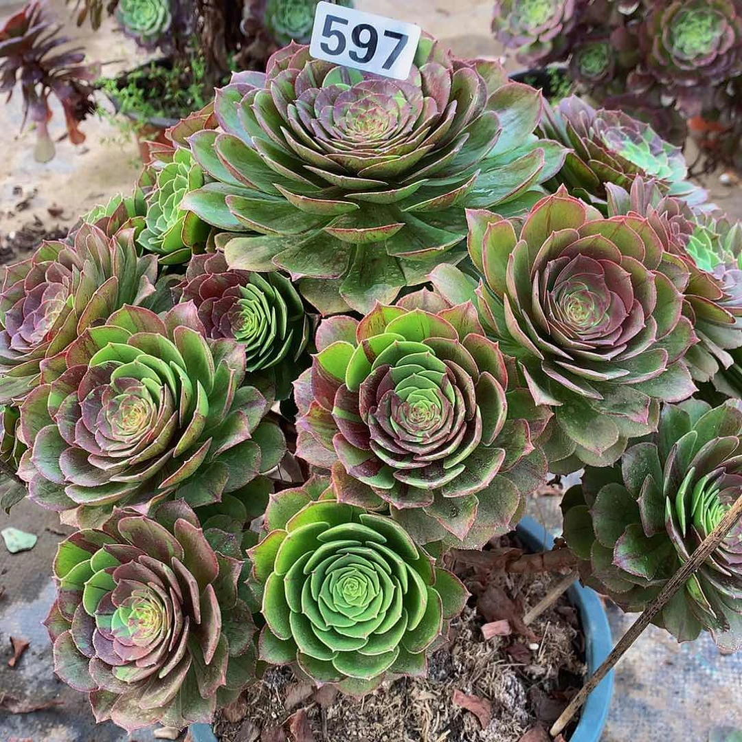 彩*多肉花月夜597.0000000