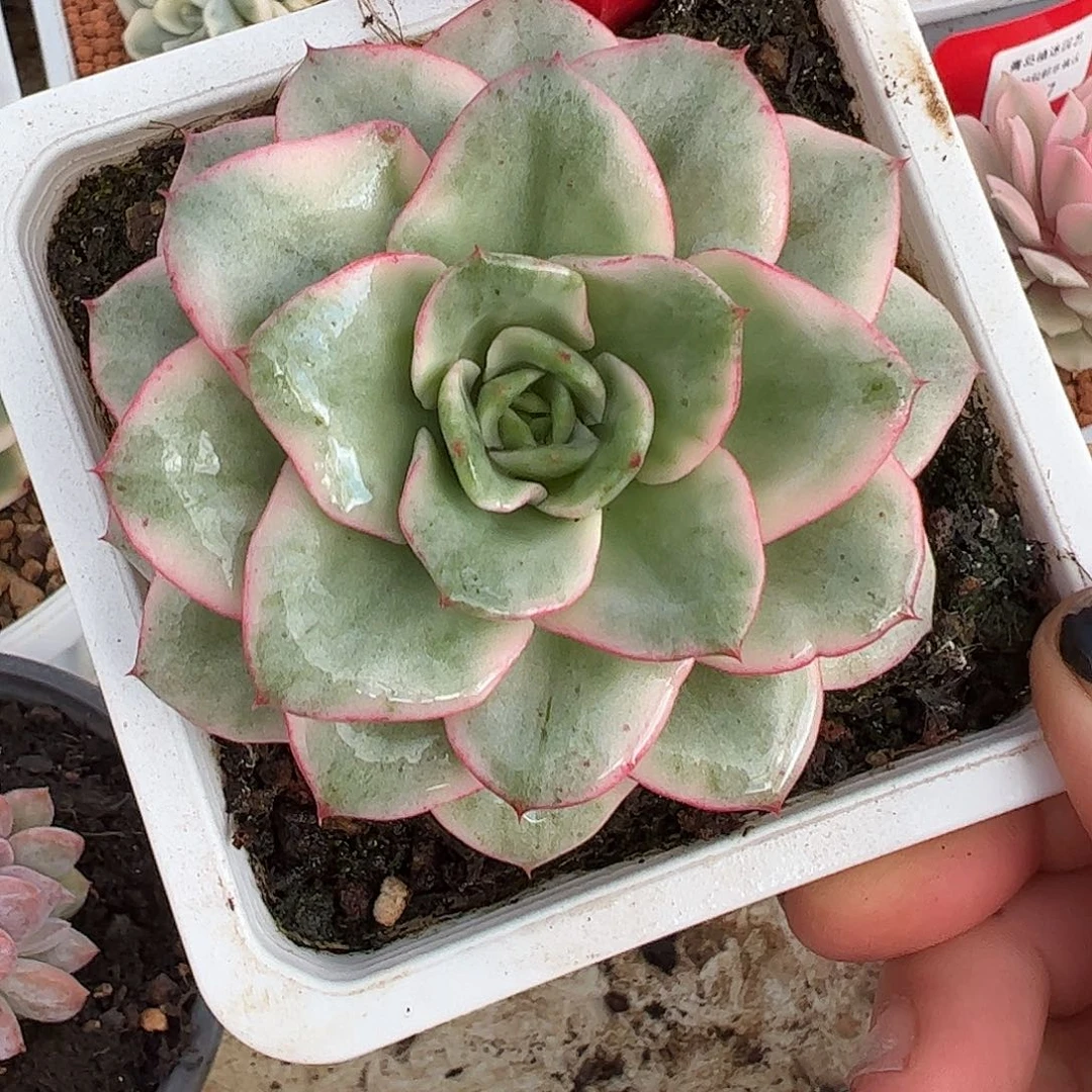 0455奶油黄桃锦多肉植物