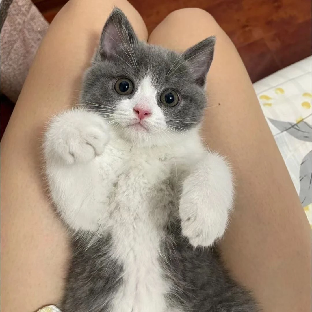 宠物猫活体幼猫一物一拍