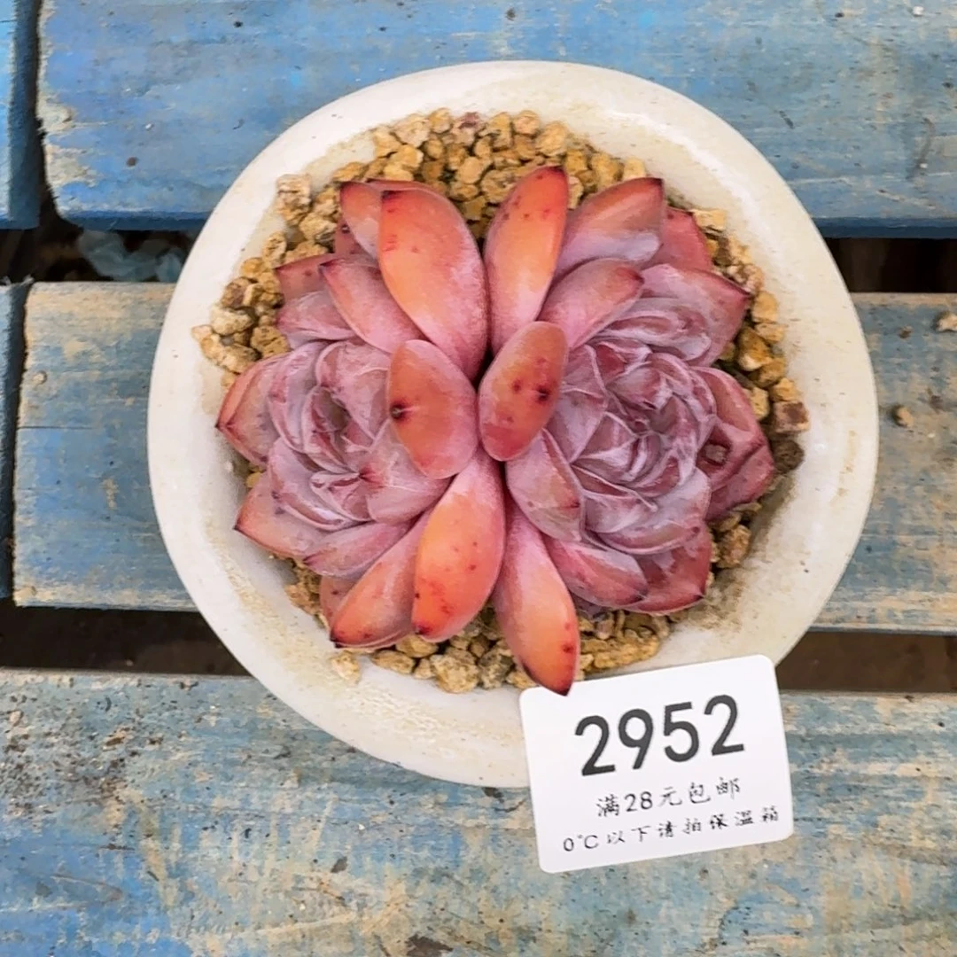 奶*能2952突尼斯（8厘米左右）