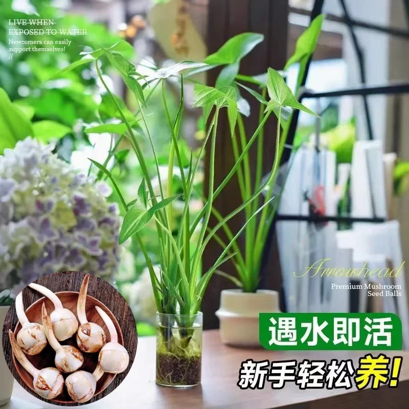 茨菇种根水培阳台户外慈菇种苗慈姑水草装饰花卉净化鱼缸净化空气
